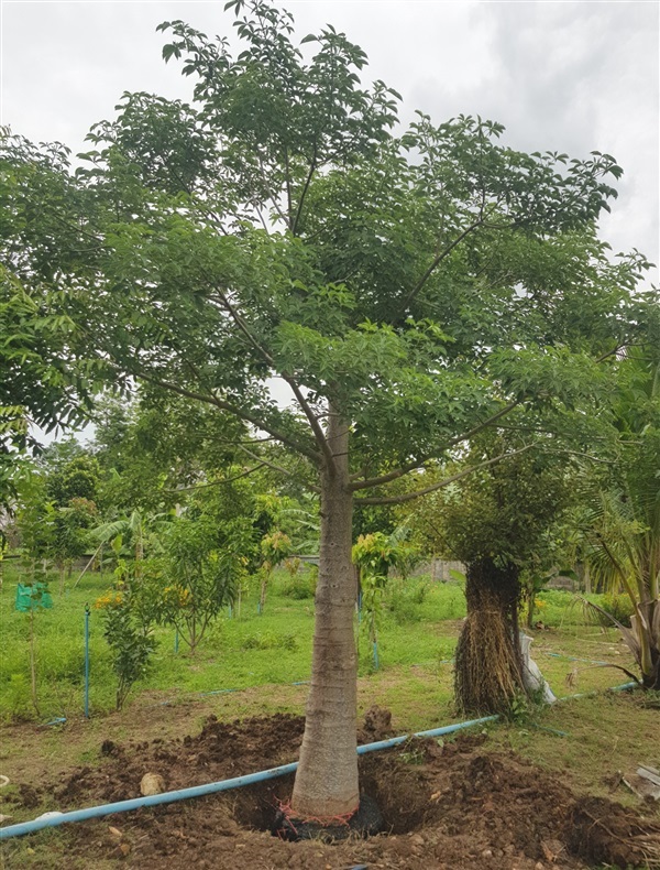 ต้นมหาสมบัติ (เบาบั้บ) | วิมล พันธุ์ไม้ - บางมูลนาก พิจิตร