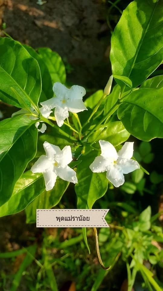 #พุดแม่ราน้อย ดอกเล็กแต่หอมมาก  | Drenglish Garden มหาสารคาม - กันทรวิชัย มหาสารคาม