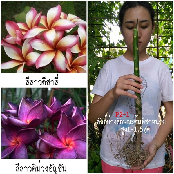 ลีลาวดีสีสวยแปลก (รหัสP2-1)