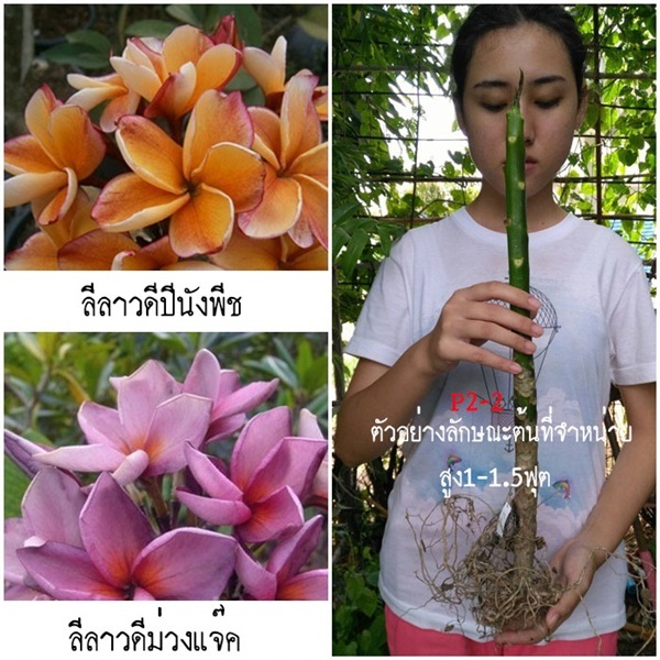 ลีลาวดีสีสวยๆ (รหัสP2-2) | สวนเบญจรงค์สุคนธ์ -  นครราชสีมา