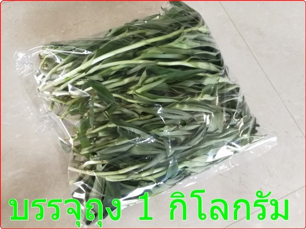 หญ้าปักกิ่ง (ใบสด ชั่งกิโลขาย) | น้าสมชาย - บางกรวย นนทบุรี