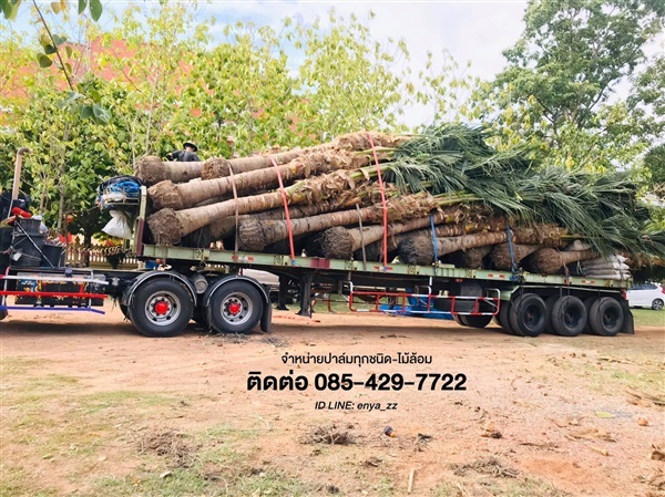 จำหน่ายต้นมะพร้าว | FamPalm By U - เมืองกาญจนบุรี กาญจนบุรี