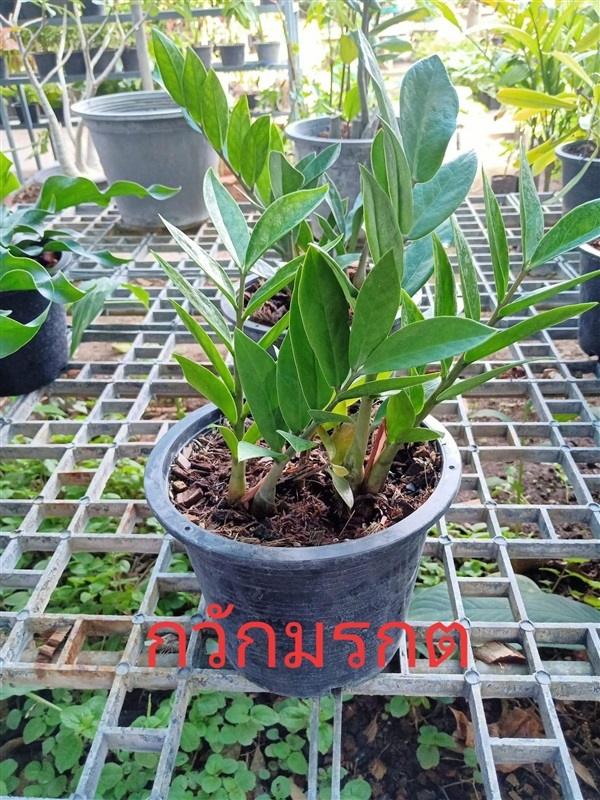 กวักมรกต