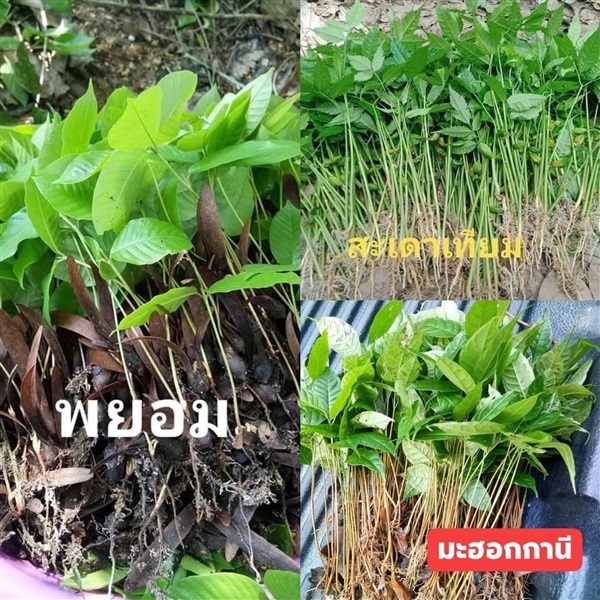  ??ต้นถอนมะฮอกานีต้นถอนสะเดาเทียมต้นถอนพยอม | สายทองพืชสมุนไพร - บางพลี สมุทรปราการ