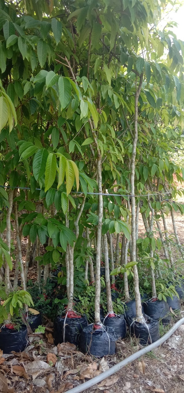 อินทนิล | บุษกร พันธุ์ไม้ - สระบุรี