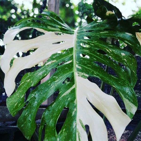 Monstera | ThaiPlantNursery -  กรุงเทพมหานคร