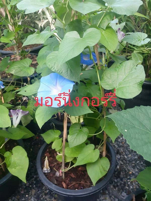 มอร์นิ่งกลอรี่ | ไก่ฟ้าการ์เด้น -  นนทบุรี