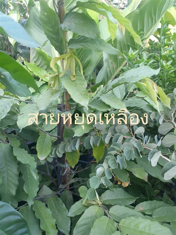 สายหยุดเหลือง | ไก่ฟ้าการ์เด้น -  นนทบุรี