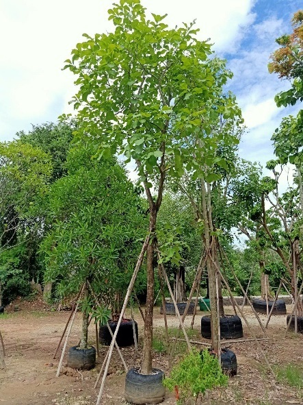 กระโดน | อมรรัตน์ การ์เด้น - แก่งคอย สระบุรี