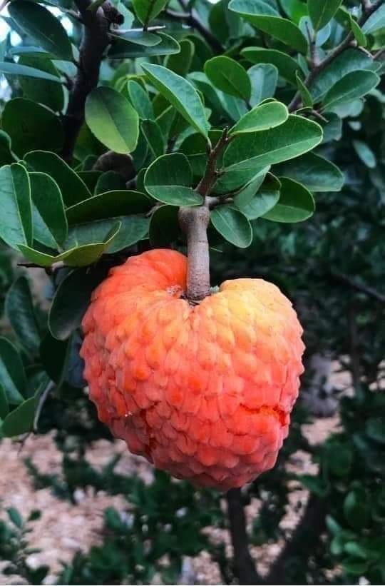 น้อยหน่าสีส้มGlabra pond apple | เมล็ดพันธุ์ดี เกษตรวิถีไทย - เมืองระยอง ระยอง