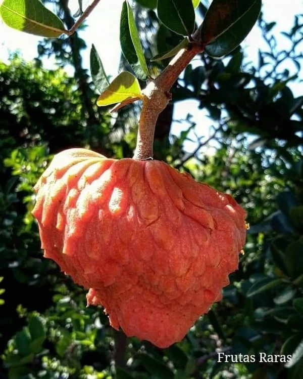 น้อยหน่าสีส้มGlabra pond apple | เมล็ดพันธุ์ดี เกษตรวิถีไทย - เมืองระยอง ระยอง