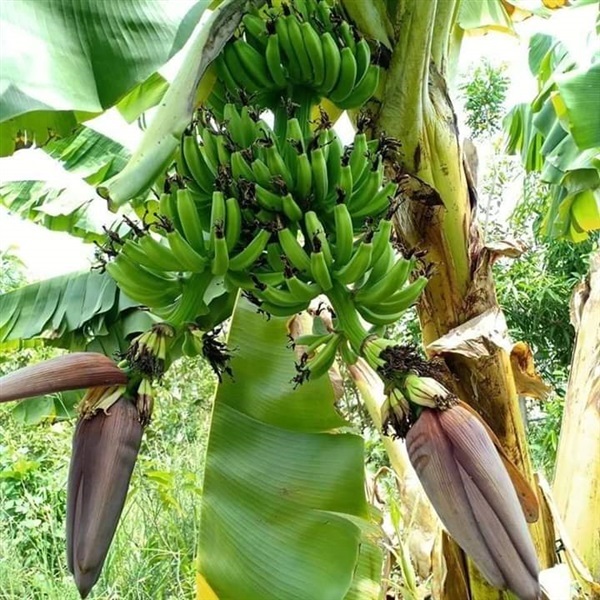 ขายหน่อกล้วยมาฮอย | เมล็ดพันธุ์ดี เกษตรวิถีไทย - เมืองระยอง ระยอง