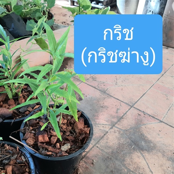 ต้นกริช | บ้านหญ้าหวาน โตนานการ์เด้น นนทบุรี - ปากเกร็ด นนทบุรี