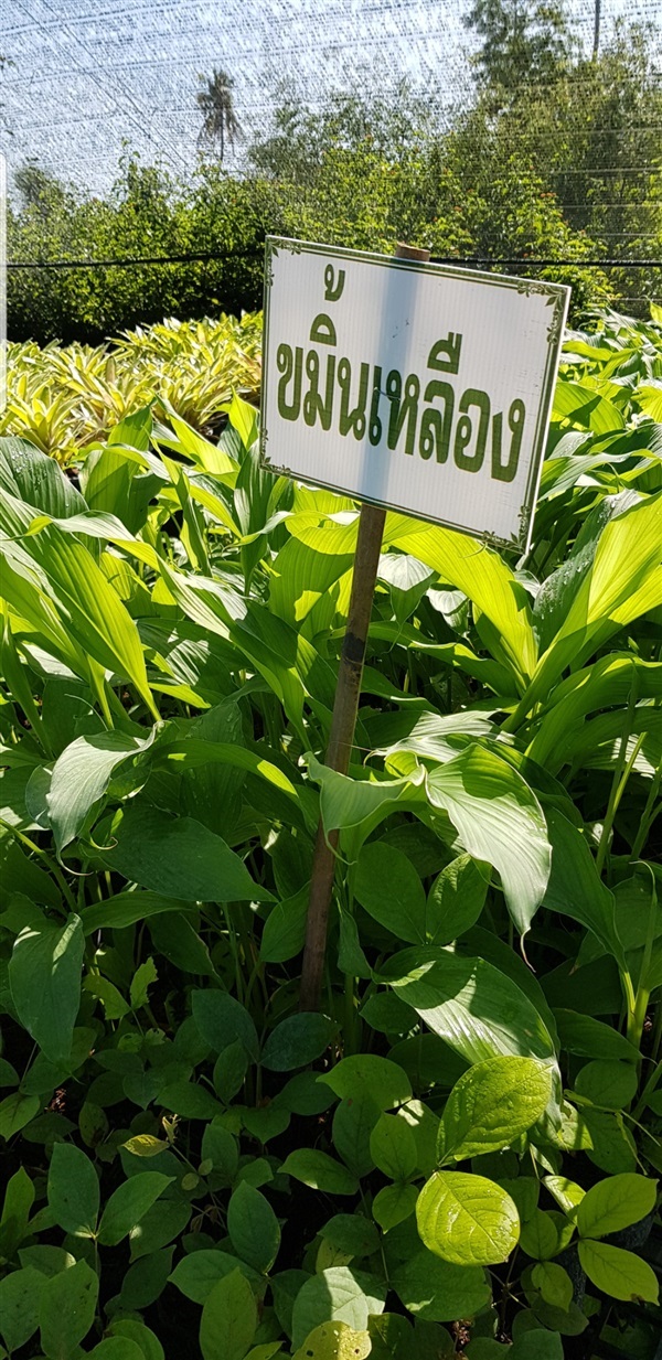 ขมิ้นเหลือง | อู่ทอง พรรณไม้ - อู่ทอง สุพรรณบุรี