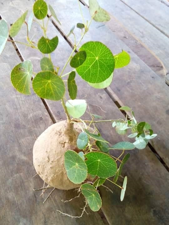 บัวบกโขด บัวบกโคก บัวบกป่าจำนวนมาก | เมล็ดพันธุ์ดี เกษตรวิถีไทย - เมืองระยอง ระยอง