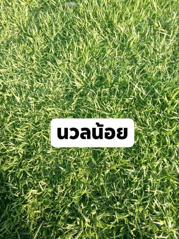 หญ้านวลน้อย | ต้นไม้ใบหญ้า - หนองเสือ ปทุมธานี