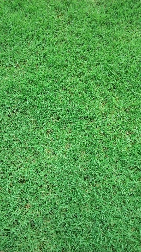 หญ้าเบอร์มิวด้า | ต้นไม้ใบหญ้า - หนองเสือ ปทุมธานี