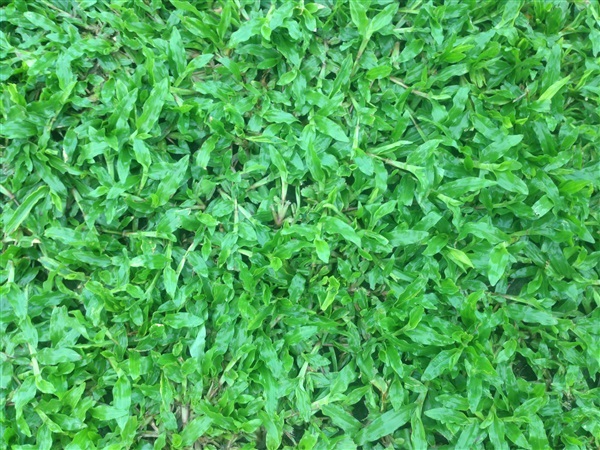 หญ้ามาเลย์ | ต้นไม้ใบหญ้า - หนองเสือ ปทุมธานี