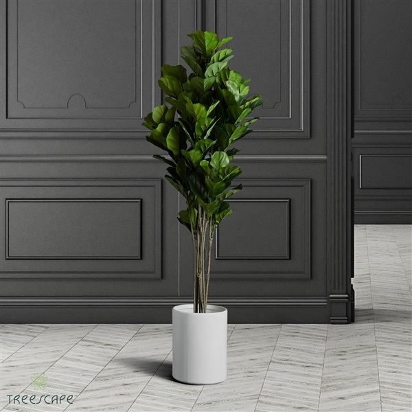 ต้นไทรใบสักปลอม เสมือนจริง Fiddle leaf fig | Treescape Thailand - ราษฎร์บูรณะ กรุงเทพมหานคร