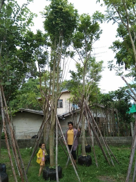 กระพี้จั่น | บุษกร พันธุ์ไม้ -  สระบุรี