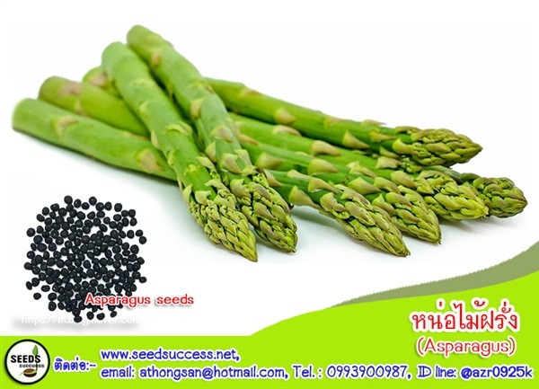 หน่อไม้ฝรั่ง (Asparagus) | seedsuccess (ซีดซักเซส) - เขื่องใน อุบลราชธานี