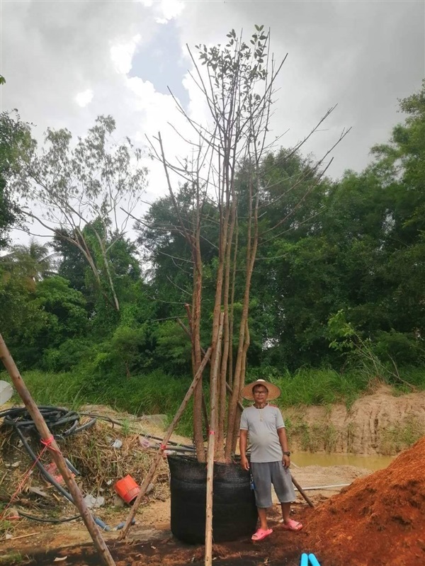 มั่งมี | โชคพันธุ์ไม้ - เมืองปราจีนบุรี ปราจีนบุรี