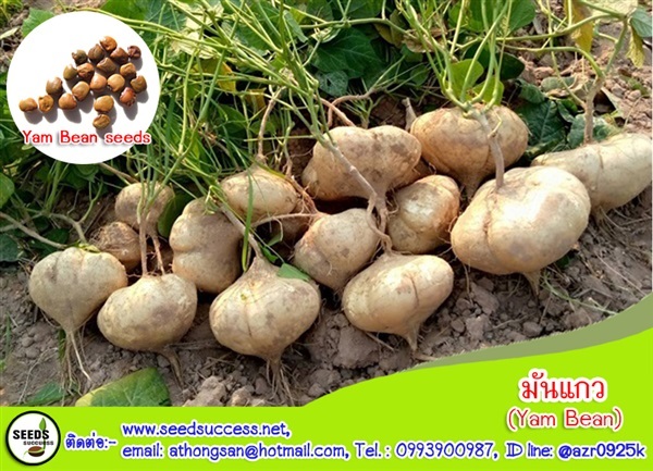 มันแกว (Yam Bean) | seedsuccess (ซีดซักเซส) - เขื่องใน อุบลราชธานี