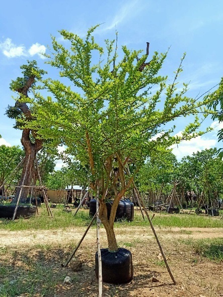 ต้นน้ำเต้า | บุษกร พันธุ์ไม้ -  สระบุรี