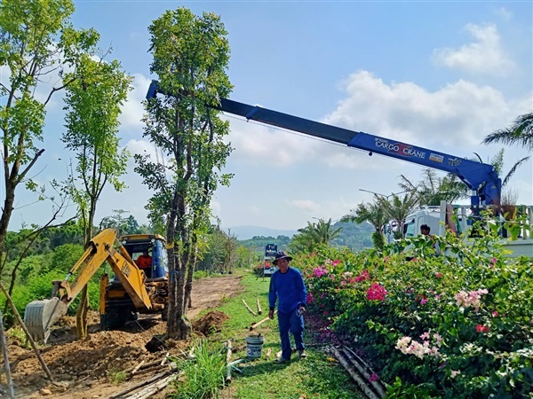 บริการขุดย้ายต้นไม้