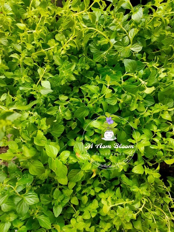 Calamint | MAomblooms - แม่เมาะ ลำปาง