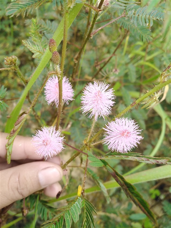 ไมยราบ | เมล็ดพันธุ์ดี เกษตรวิถีไทย - เมืองระยอง ระยอง