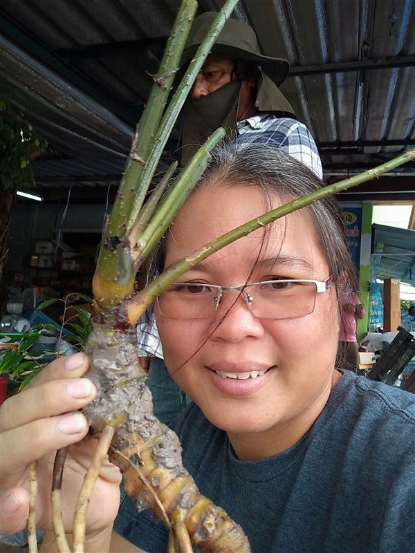 ขายพันธุ์ผักหนาม | เมล็ดพันธุ์ดี เกษตรวิถีไทย - เมืองระยอง ระยอง