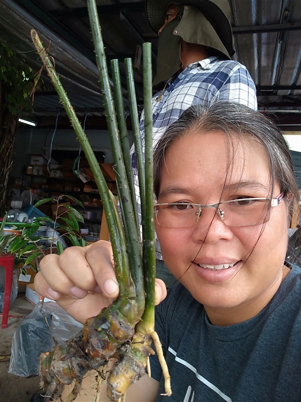 ขายพันธุ์ผักหนาม | เมล็ดพันธุ์ดี เกษตรวิถีไทย - เมืองระยอง ระยอง
