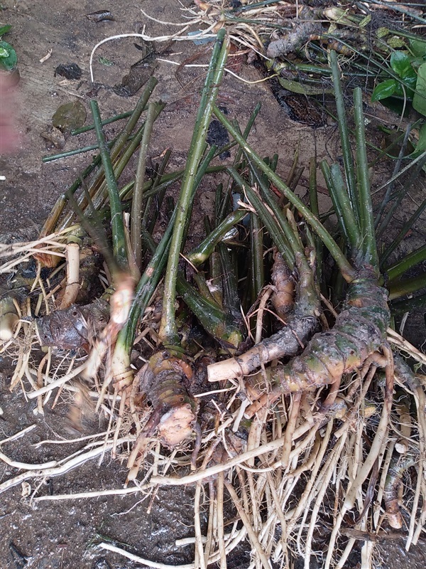 ขายพันธุ์ผักหนาม | เมล็ดพันธุ์ดี เกษตรวิถีไทย - เมืองระยอง ระยอง