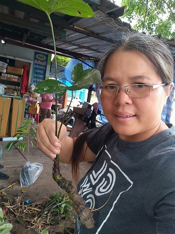ขายพันธุ์ผักหนาม | เมล็ดพันธุ์ดี เกษตรวิถีไทย - เมืองระยอง ระยอง