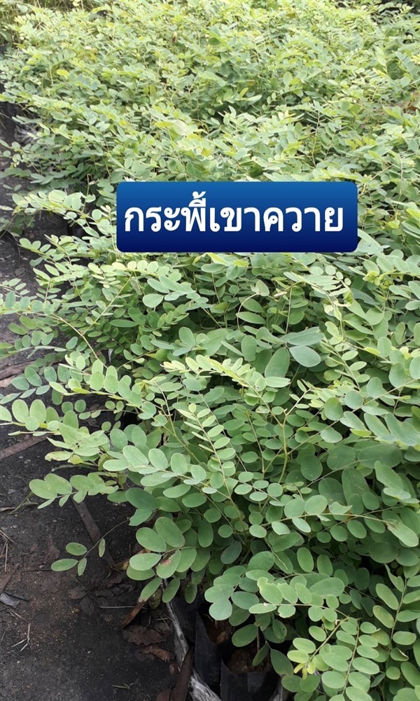 กระพี้เขาควาย | โชค พันธุ์ไม้ - เมืองปราจีนบุรี ปราจีนบุรี