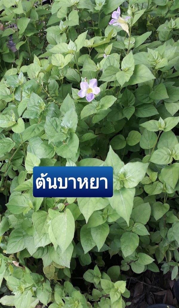 ต้นบาหยา | โชค พันธุ์ไม้ - เมืองปราจีนบุรี ปราจีนบุรี