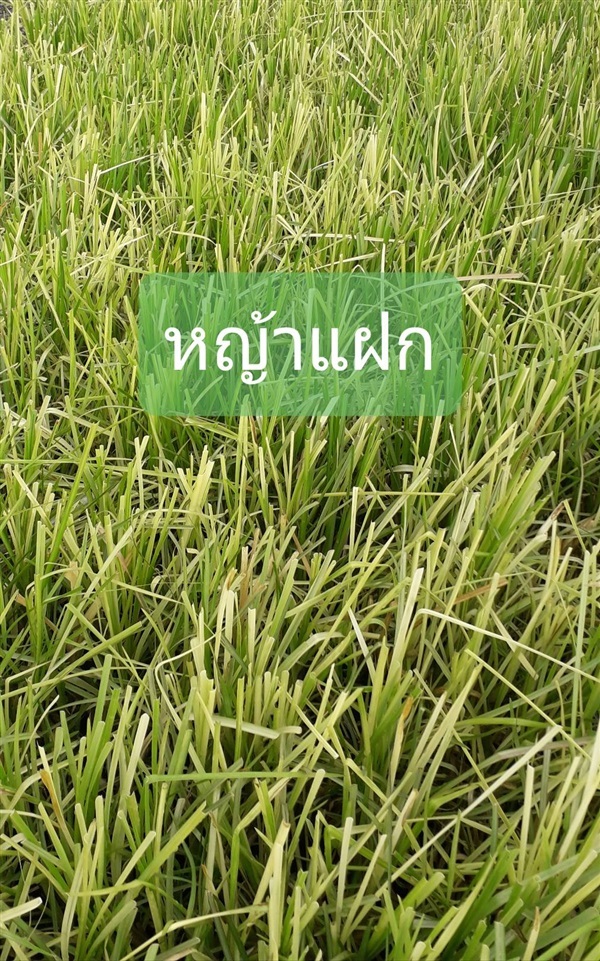 หญ้าแฝก | โชค พันธุ์ไม้ - เมืองปราจีนบุรี ปราจีนบุรี