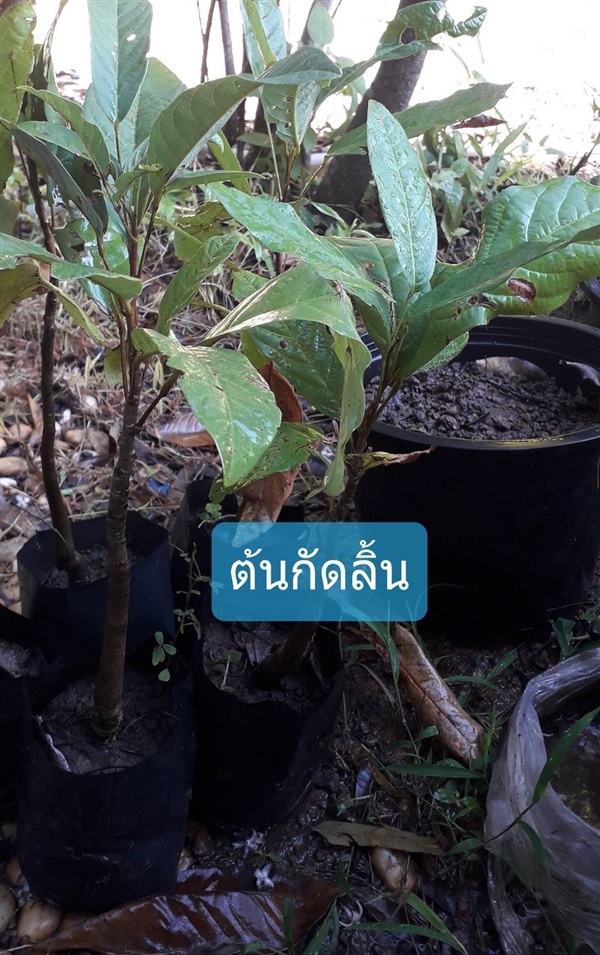 ต้นกัดลิ้น | โชค พันธุ์ไม้ - เมืองปราจีนบุรี ปราจีนบุรี