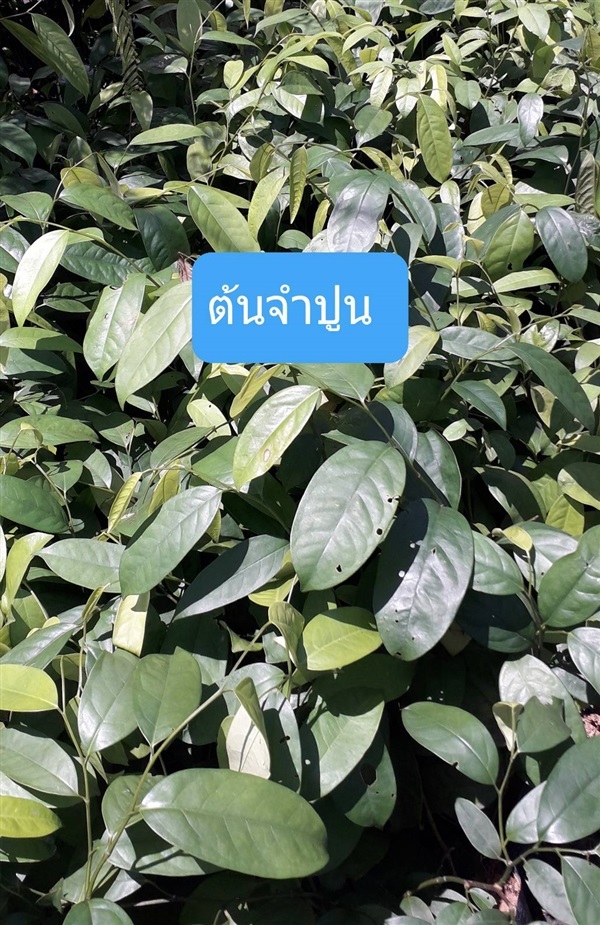 ต้นจําปูน | โชค พันธุ์ไม้ - เมืองปราจีนบุรี ปราจีนบุรี