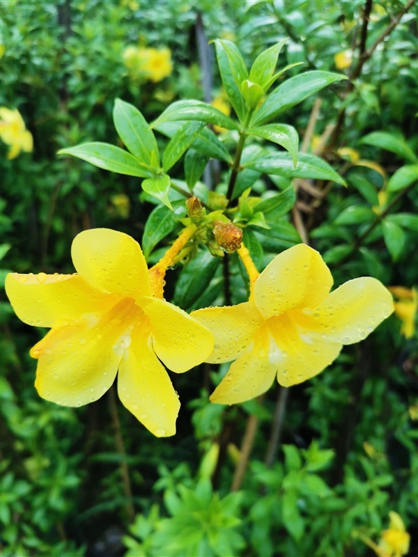 บานบุรี | สวนสุขโขไม้ดอกไม้ประดับ - ประจันตคาม ปราจีนบุรี