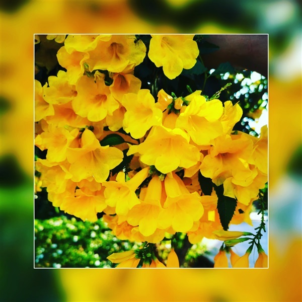 ต้นทองอุไร | สวนสุขโขไม้ดอกไม้ประดับ - ประจันตคาม ปราจีนบุรี