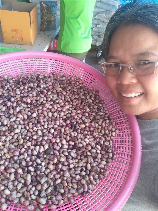 เมล็ดพร้อมเพาะหว้ายักษ์ | เมล็ดพันธุ์ดี เกษตรวิถีไทย - เมืองระยอง ระยอง