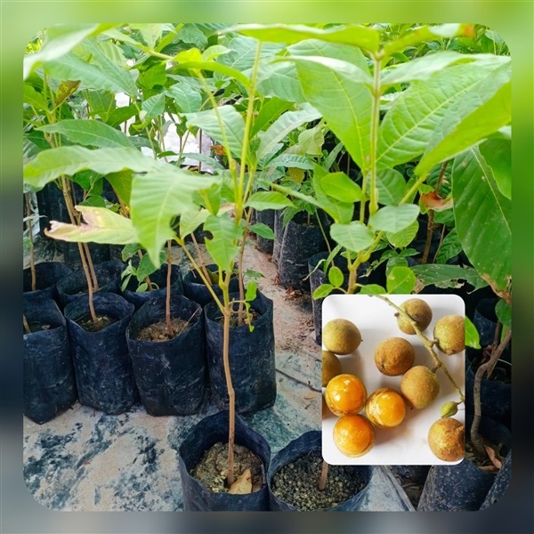 ต้นตะคร้อ ชุดละ2ต้นค่าจัดส่งฟรี | เมล็ดพันธุ์การเกษตร - สีชมพู ขอนแก่น