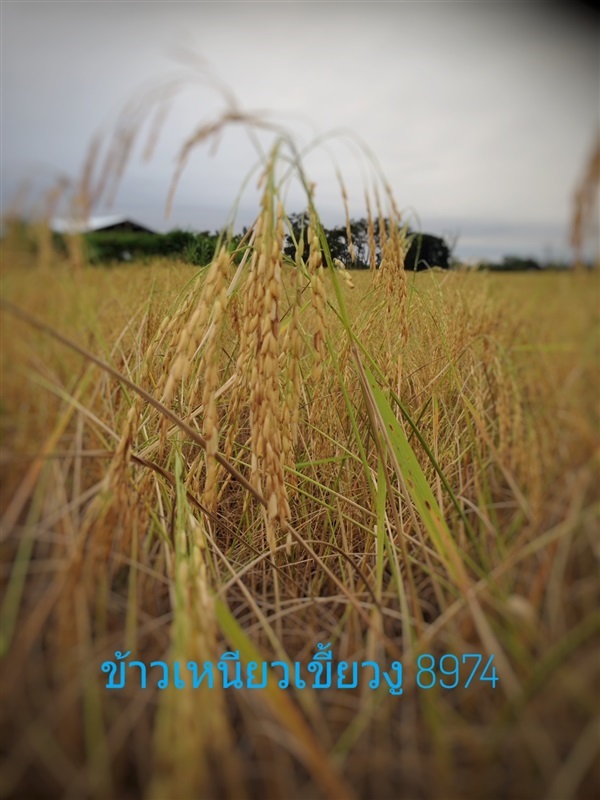 ข้าวเหนียวเขี้ยวงู 8974 (ฤดูกาลผลิต2564-2565)) | วรินทร์ฟาร์ม -  พะเยา