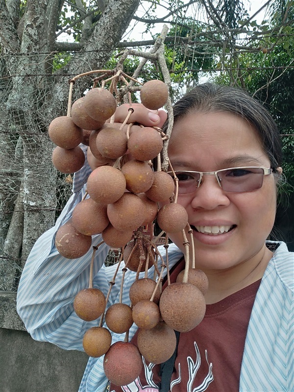 เมล็ดพร้อมเพาะต้นกล้ากุ่มบก | เมล็ดพันธุ์ดี เกษตรวิถีไทย - เมืองระยอง ระยอง