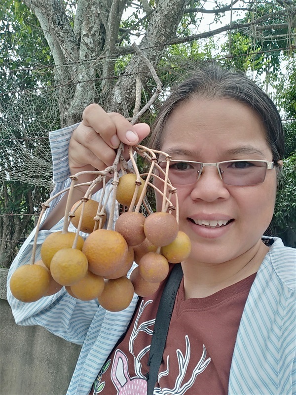 ขายเมล็ดพร้อมเพาะและต้นกล้ากุ่มบก | เมล็ดพันธุ์ดี เกษตรวิถีไทย - เมืองระยอง ระยอง