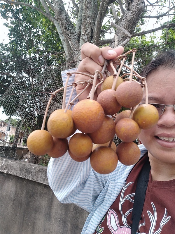 ขายเมล็ดพร้อมเพาะและต้นกล้ากุ่มบก | เมล็ดพันธุ์ดี เกษตรวิถีไทย - เมืองระยอง ระยอง