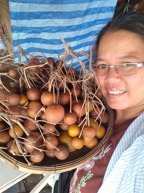 ขายเมล็ดพร้อมเพาะและต้นกล้ากุ่มบก | เมล็ดพันธุ์ดี เกษตรวิถีไทย - เมืองระยอง ระยอง