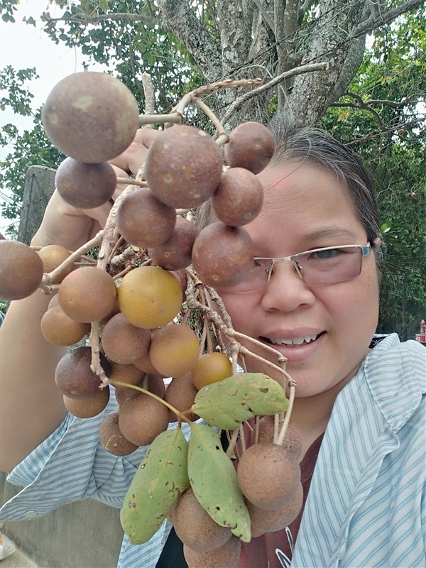 ขายเมล็ดพร้อมเพาะและต้นกล้ากุ่มบก | เมล็ดพันธุ์ดี เกษตรวิถีไทย - เมืองระยอง ระยอง